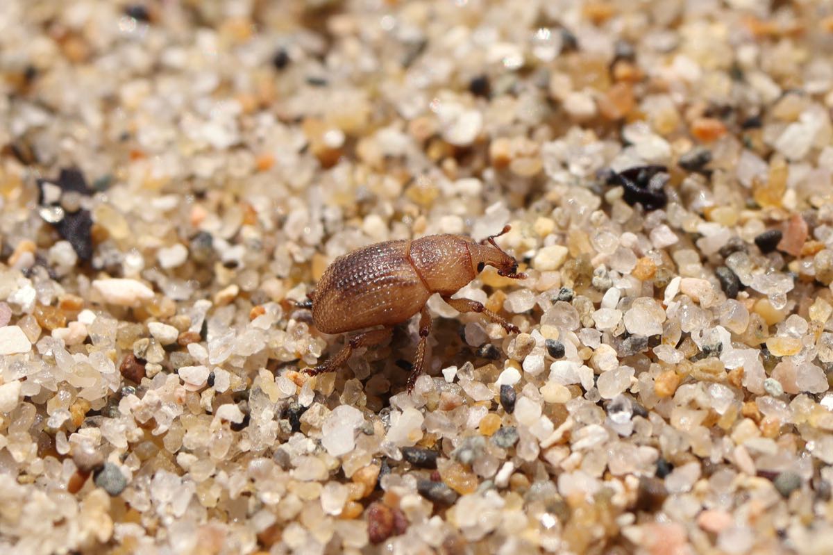 Mmニュースno 4 赤穂でハマベゾウムシ発見 兵庫県で２カ所目 海岸の虫にも 注目 佐用町昆虫館オフィシャルブログ