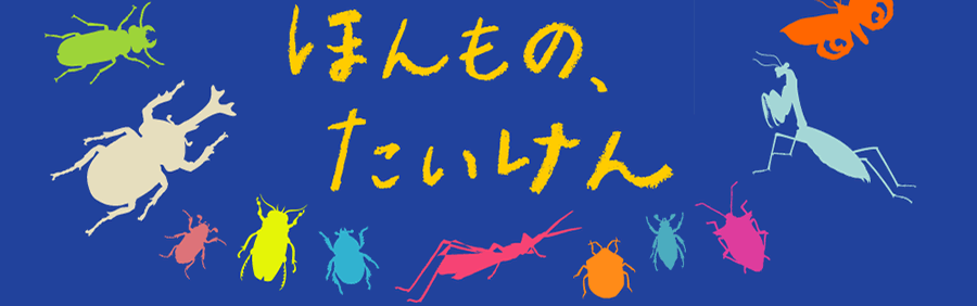 ほんもの、たいけんNPO法人こどもとむしの会