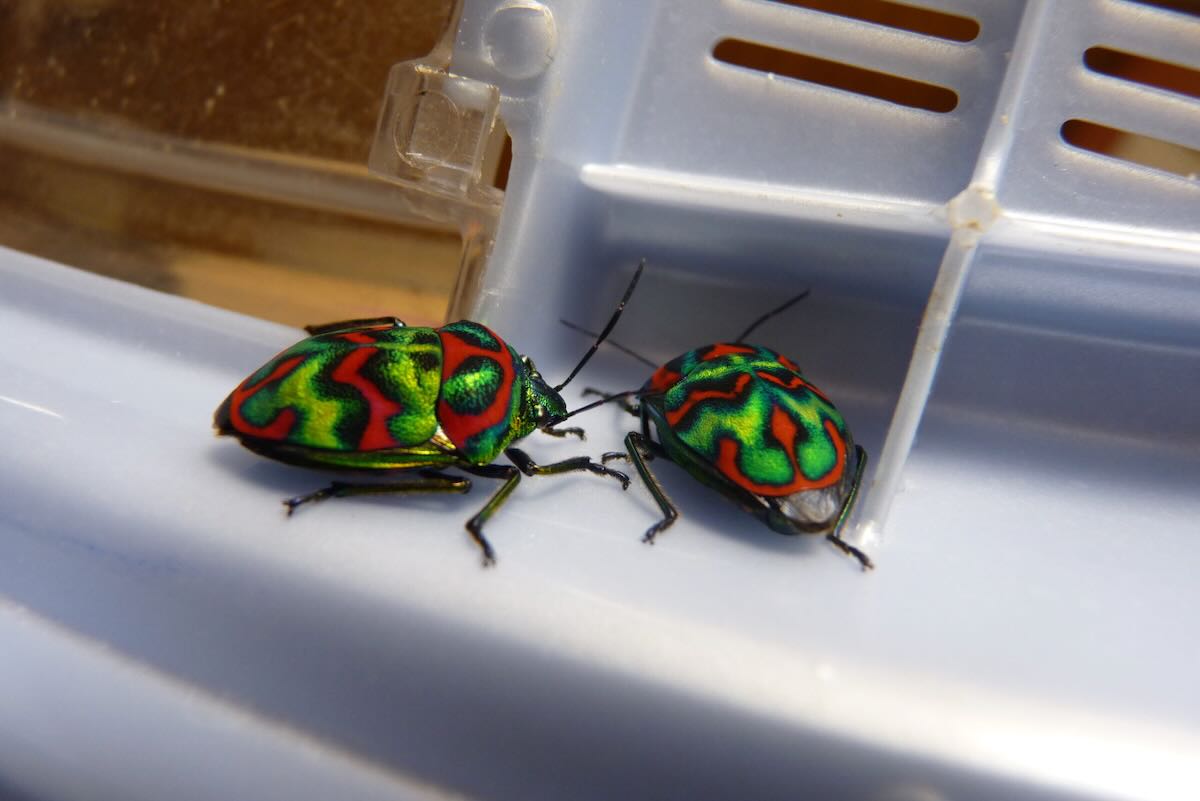 ニシキキンカメムシ