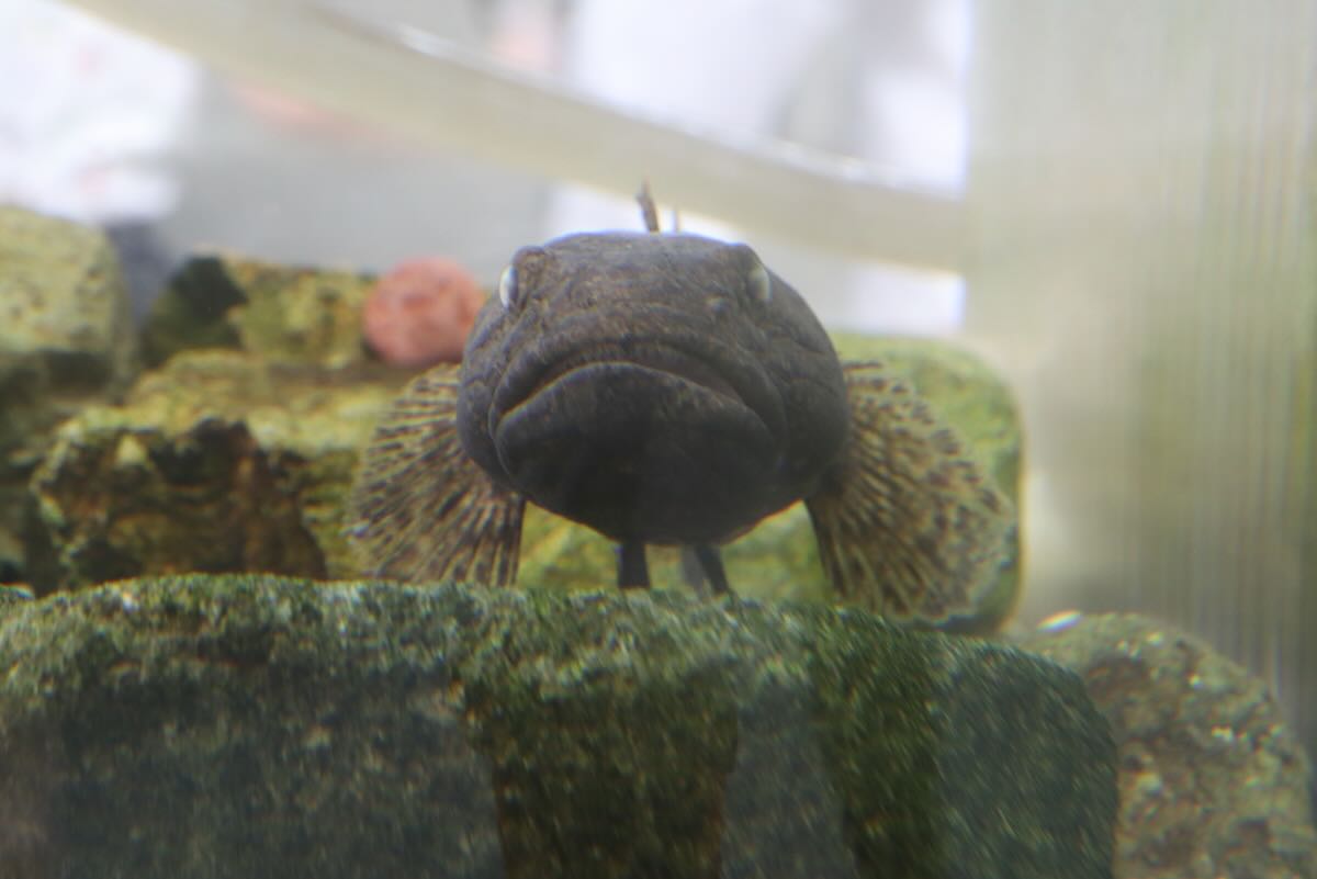 千種川にいる魚